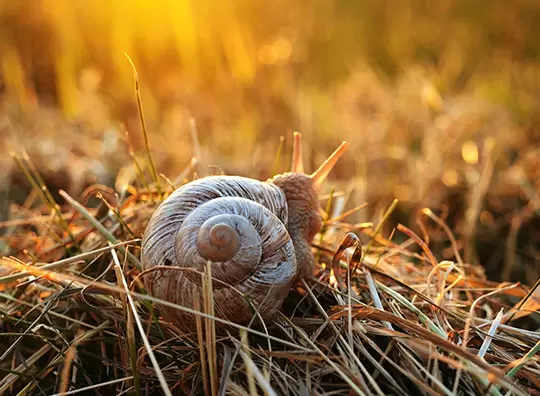 Śluz ślimaka - naturalny opatrunek dla skóry i nie tylko... Śluz ślimaka - naturalny opatrunek dla skóry i nie tylko...